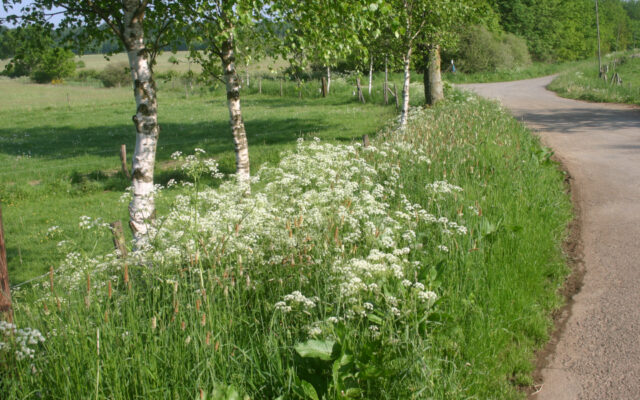 Artenvielfalt am Wegesrand