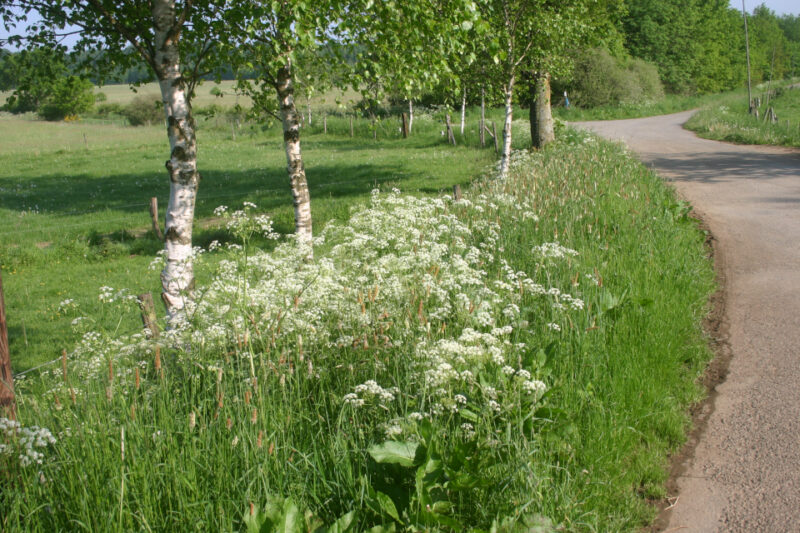 artenvielfalt-am-wegesrand.jpg