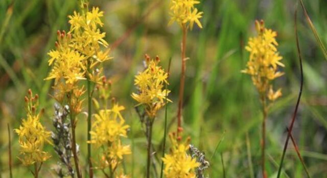 Einführung in die Botanik-2026