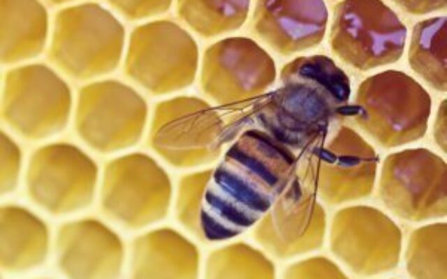 shutterstock113814835-300x225