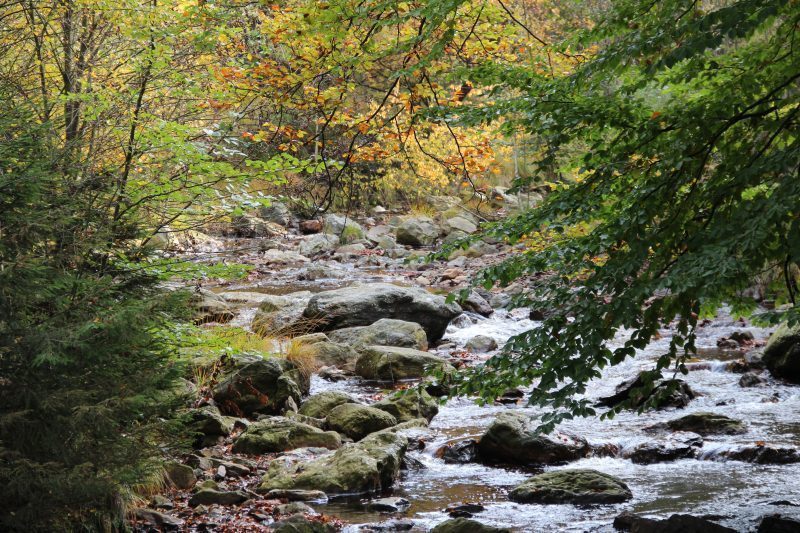 waldbaden-fr-fortgeschrittene.jpg