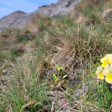 wanderung-2-1-galmeiveilchen1-1.jpg